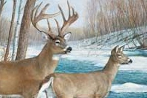 VantagePoint Rear Window Graphics